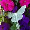 shirleywells981